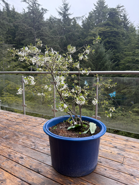 planting